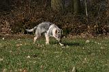 CHIEN-LOUP TCHEQUE 158